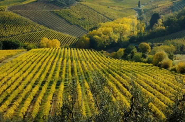 Selezione e Riccardi _ dei rinomati più noti vini Medici toscani